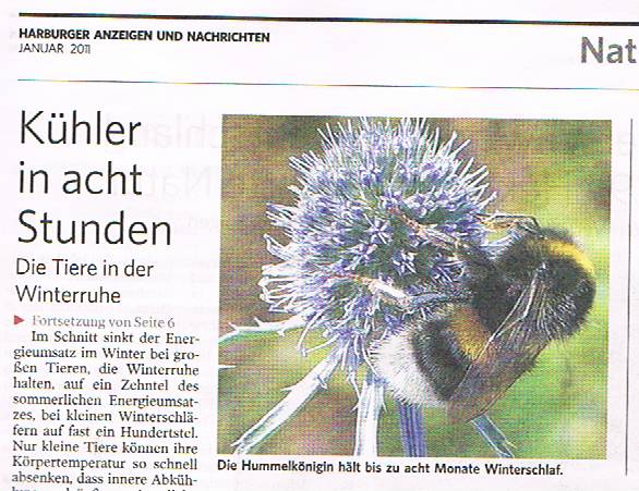 Hummelschlaf.jpg