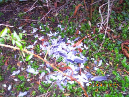 Bussard Reste 1.4.2014.jpg