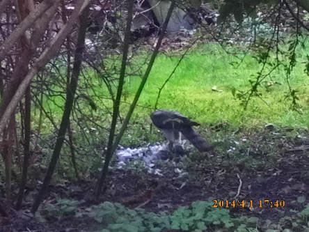 Bussard 1.4.2014-,.jpg
