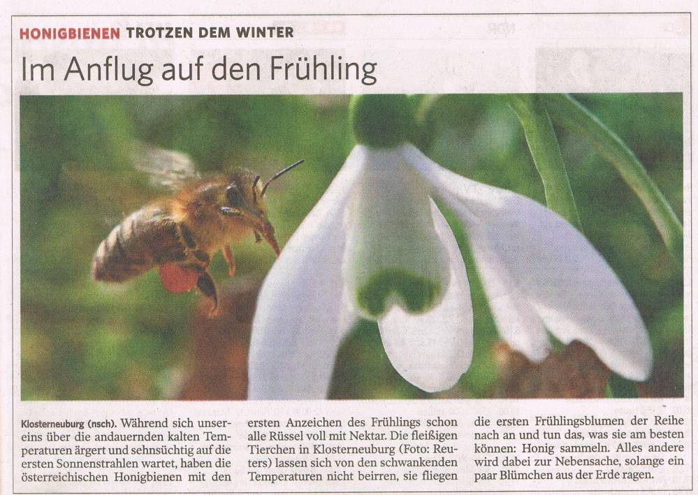Anflug-Bienen März 2013.jpg
