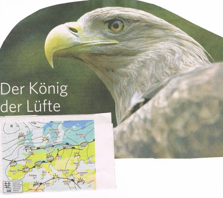 König der Lüfte kl..jpg